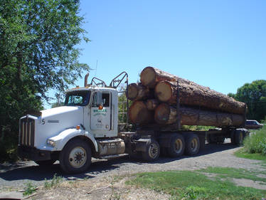 Ponderosa Pine load 1 (from when i drove logtruck)