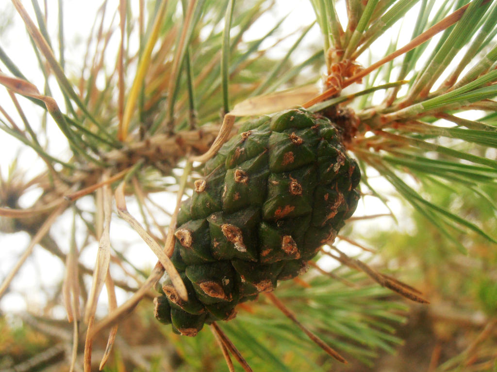 Green cone