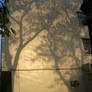 shadow tree