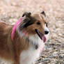 Sheltie Stock 01