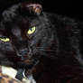 Black Cat 01