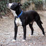 Dog Stock 077