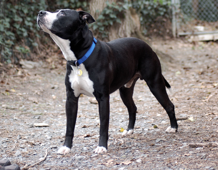 Dog Stock 077 by Jaded-Night-Stock