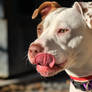 Dog Stock 127