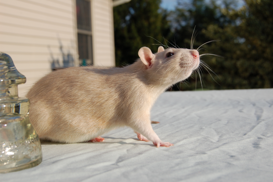 Rat Stock 06 by Jaded-Night-Stock