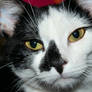 Cat Stock 07