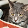 Cat Stock 15