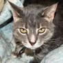 Cat Stock 14