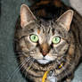 Cat Stock 16