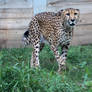 Cheetah Stock 3