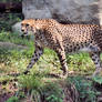 Cheetah Stock 8