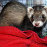 Ferret Stock 1