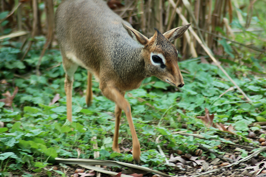 Kirks Dik-Dik Stock 12