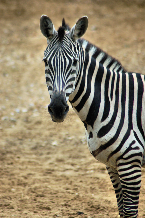 Zebra Stock 04