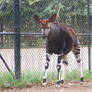 Okapi Stock 03