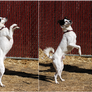 Dog Stock - Dancing