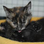 Kitten Stock 04