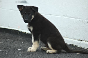 Dog Stock 294