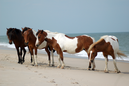 Assateague Horse Stock 17