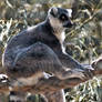 Lemur Stock 01