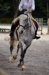 Horse Riding Stock 01