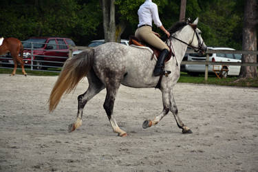 Horse Riding Stock 03