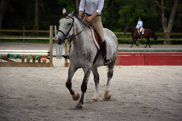 Horse Riding Stock 04