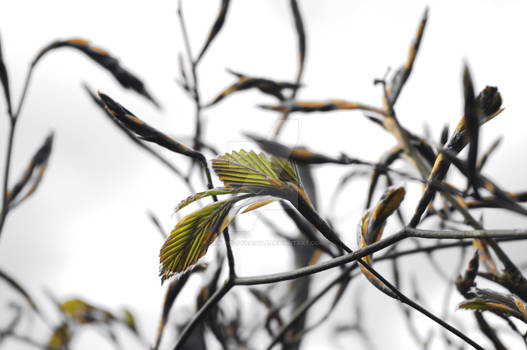 Beech buds bursting