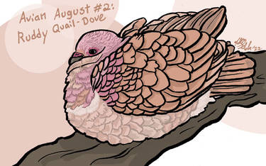 Avian August #2: Ruddy Quail-Dove