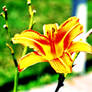 Tiger Lily