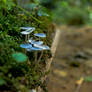 Blue capped mushrooms