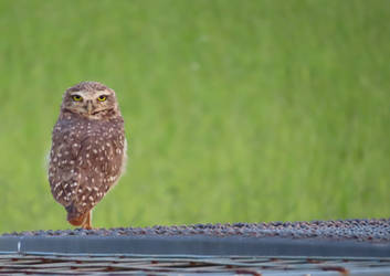 coruja-buraqueira (Athene cunicularia)