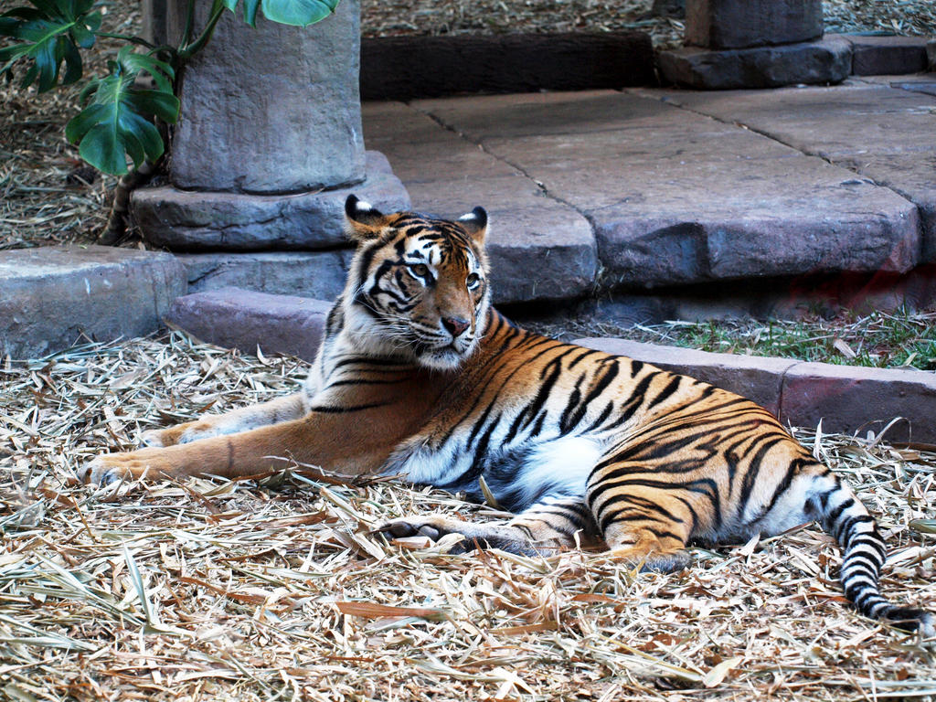 AUZOO Tiger 22