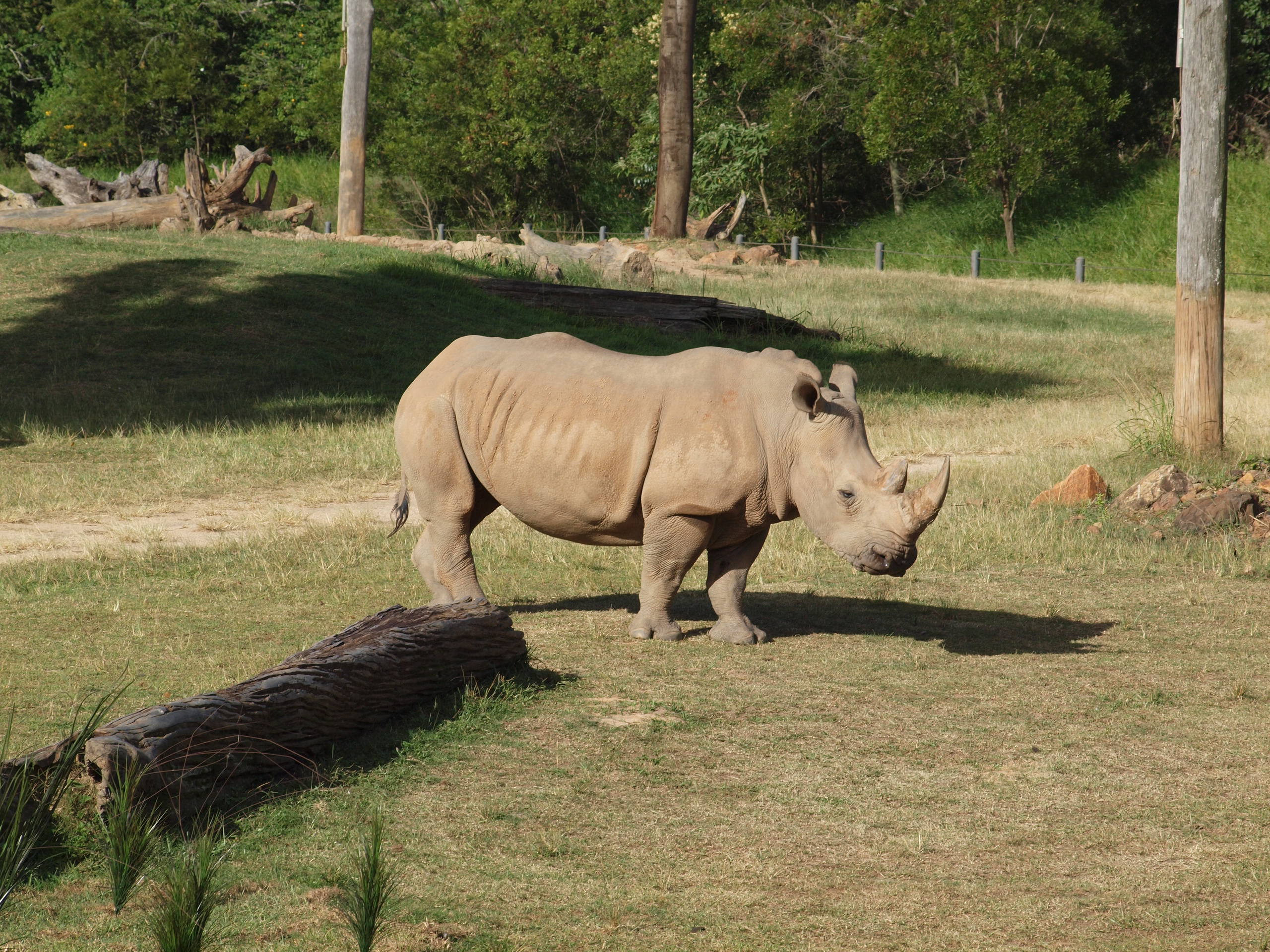 AUZOO Rhino 11