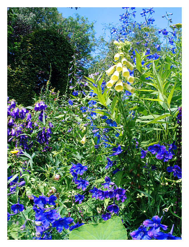 The Blue 'n Yellow Garden