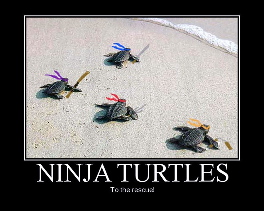 Turtles