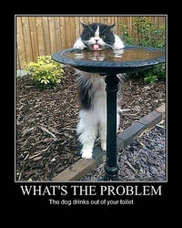 Cat Drink