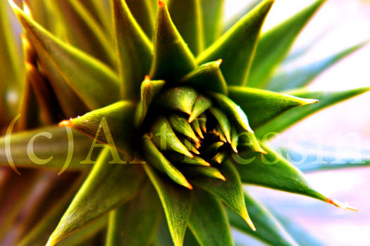 Monkey Puzzle