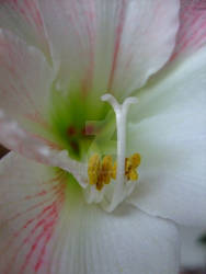 Amaryllis 2