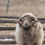 Ram on a Winter Morning