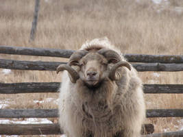 Ram on a Winter Morning