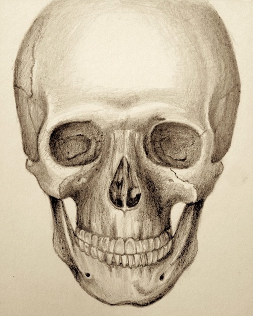 Skull Study