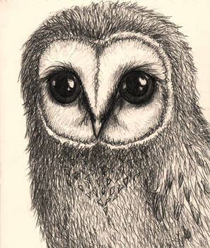 The Owl