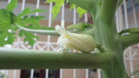 papaya's flower