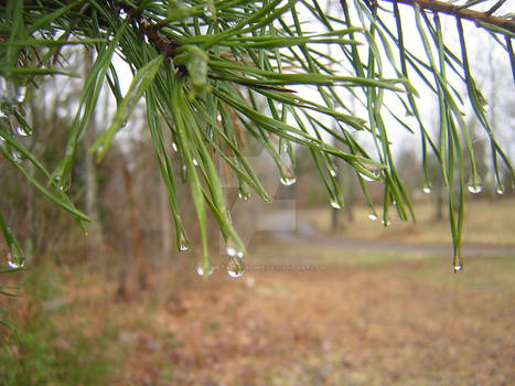 Raindroplets