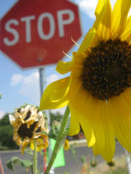 Stop for the Sunflowers