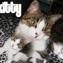 Kitty - my cat