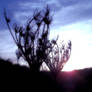 Look to the West