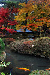 Autumn leaves in Nikko