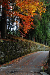 Autumn leaves in Nikko 2